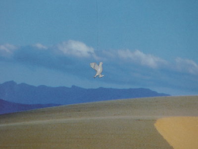 regatta 2.runde 015.jpg (156.18 KiB) 1302 mal betrachtet regatta 2.runde 015.jpg