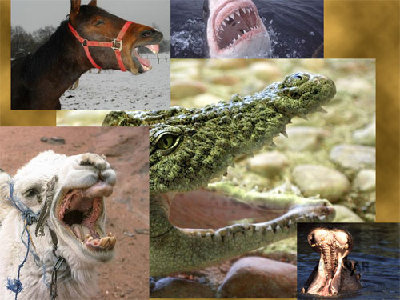 oeffnung.jpg (56.56 KiB) 1775 mal betrachtet oeffnung.jpg