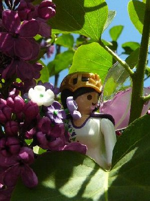 Bluetenfee3.jpg (35.22 KiB) 31268 mal betrachtet Bluetenfee3.jpg