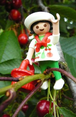 kirsche-2.jpg (119.65 KiB) 31271 mal betrachtet kirsche-2.jpg