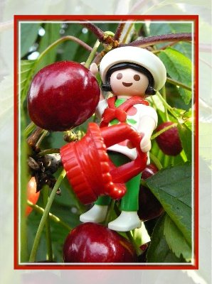 kirschen-k.jpg (77.64 KiB) 31462 mal betrachtet kirschen-k.jpg