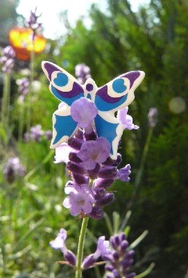 lavendel1k.jpg (122.23 KiB) 32991 mal betrachtet lavendel1k.jpg