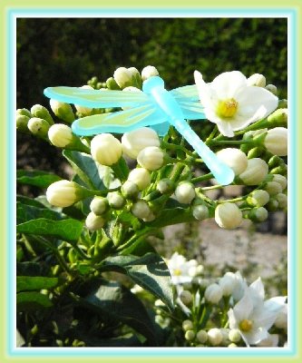 Libellen-yasmink.jpg (147.53 KiB) 31466 mal betrachtet Libellen-yasmink.jpg