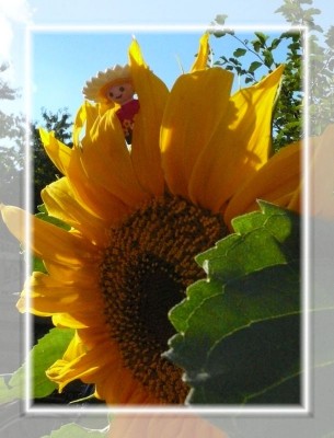 Sonnenblume-1.jpg