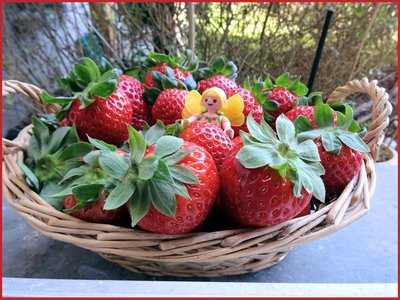 Erdbeerelfe (1).JPG