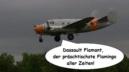 d-flamant-2.jpg